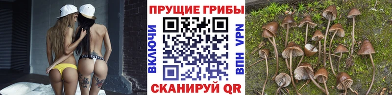 Галлюциногенные грибы мицелий  Купить  Полтавская 